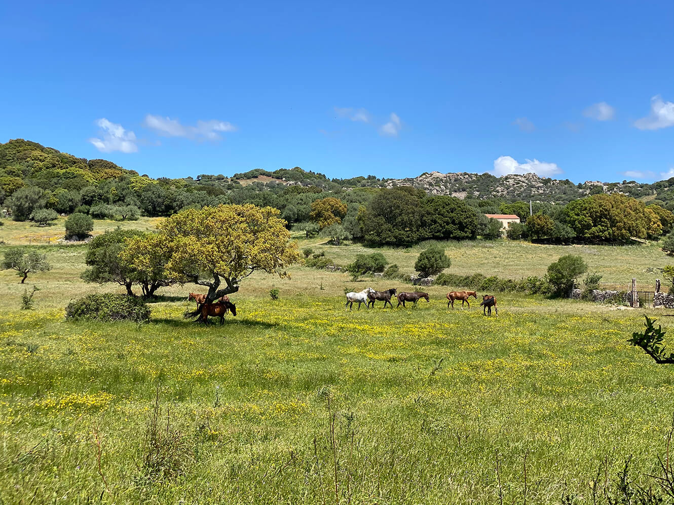 Edwina Stud - Horses training, breeding and racing in Sardinia